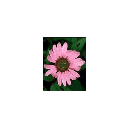 Herboplanet Tsa Echinacea Angustifolia50 Ml