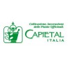 Capietal